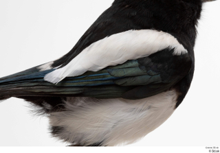 Common magpie Pica pica back wing 0001.jpg